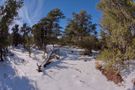 The Kaibab Forest in winter near Waldron Canyon west of Hermits Rest at Grand Canyon Arizona.