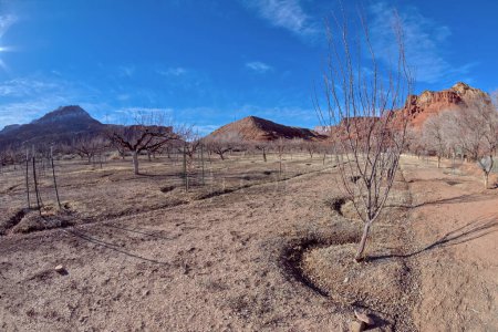 The orchard at the Historic Lonely Dell Ranch in its winter sleep in the Glen Canyon Recreation Area near Lee's Ferry Arizona.