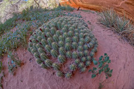 A large cluster of cacti growing along a trail in Deer Canyon in between the Sipapu Bridge and the Horse Collar Ruins at Natural Bridges National Monument Utah.