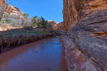 Téléchargez les photos : The muddy water of Deer Canyon Creek in Natural Bridges National Monument Utah. Cette vue est entre les ruines du collier de cheval et le pont Kachina. - en image libre de droit