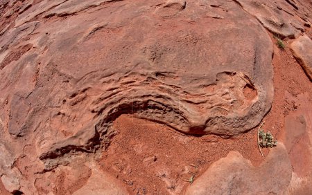 Ein Quallenfossil zwischen Dinosaurierspuren an einer Touristenattraktion in der Nähe von Tuba City Arizona im Indianerreservat der Navajo.