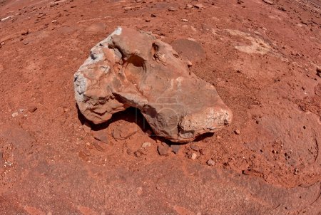 Ein Fossil eines Dinosaurierschädels zwischen Dinosaurierspuren an einer Touristenattraktion in der Nähe von Tuba City Arizona im Navajo-Indianerreservat.
