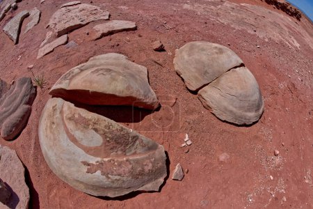 Fósil de coprolita de dinosaurios entre huellas de dinosaurios en una atracción turística cerca de Tuba City Arizona en la Reserva India Navajo.