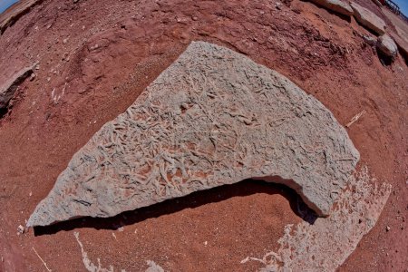 Antikes Pflanzenfossil zwischen Dinosaurierspuren an einer Touristenattraktion in der Nähe von Tuba City Arizona im Navajo-Indianerreservat.