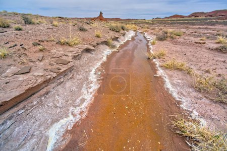 A flowing Spring of salty saumure water in Petrified Forest National Park Arizona. Situé en dessous de Pintado Point.