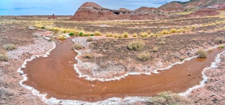 A flowing Spring of salty brine water in Petrified Forest National Park Arizona. Located below Pintado Point.