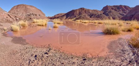 A marshy watering hole in Petrified Forest National Park Arizona called Tiponi Flats.
