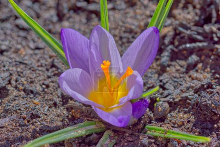 The purple flower of the Crocus Iridaceae. A perennial plant that grows from a bulb. It is hardy in growth zones 3 thru 8 in North America.