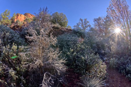 Frosty winter morning in Fay Canyon in Sedona Arizona.