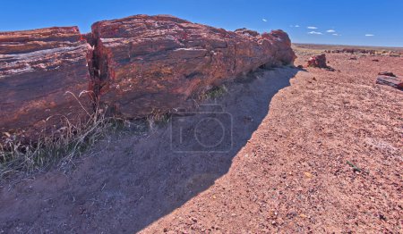 Foto de Tronco fosilizado muy grande a lo largo del Sendero de Largos Trayectos en el Parque Nacional Bosque Petrificado Arizona. - Imagen libre de derechos