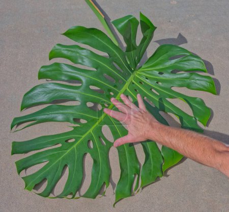 Eine vergleichende Ansicht einer menschlichen Hand über dem großen Philodendron mit geteilten Blättern. Botanischer Name ist Monstera deliciosa. Die Blätter können über 2 Fuß lang werden. Es ist eine tropische Pflanze, die in Haushalten sehr beliebt ist. Mitglied der Familie Araceae und stammt aus Mexiko.