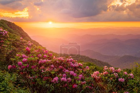 Téléchargez les photos : The Great Craggy Mountains along the Blue Ridge Parkway in North Carolina, États-Unis avec Catawba Rhododendron pendant un coucher de soleil printanier. - en image libre de droit