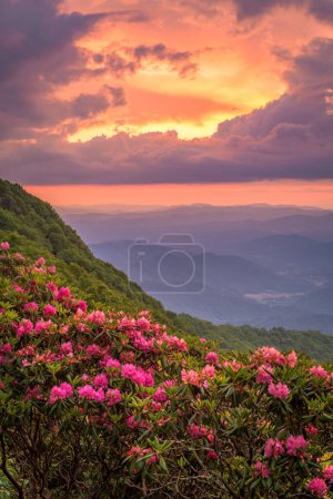 Die Great Craggy Mountains entlang des Blue Ridge Parkway in North Carolina, USA mit Catawba Rhododendron während eines Sonnenuntergangs im Frühling.