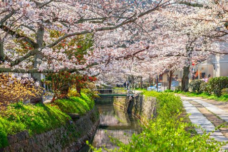 Kyoto, Japan am Philosophenpfad im Frühling.