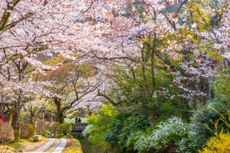 Foto de Kyoto, Japan at Philosopher's Path during spring season. - Imagen libre de derechos