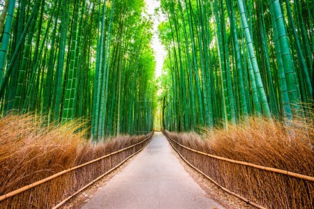 Foto de Kyoto, Japón en el bosque de bambú por la mañana. - Imagen libre de derechos