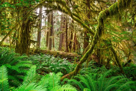 Foto de Salón de musgos en el bosque tropical Hoh del Parque Nacional Olímpico, Washington, EE.UU.. - Imagen libre de derechos