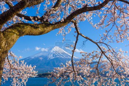 Photo for Mt. Fuji, Japan on Lake Kawaguchi during spring season with cherry blossoms. - Royalty Free Image