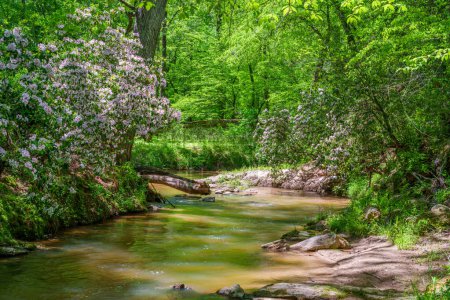 Téléchargez les photos : Montagne Laurel fleurir le long d'un petit ruisseau au large de la rivière Apalachee dans le comté d'Oconee, Géorgie, États-Unis. - en image libre de droit