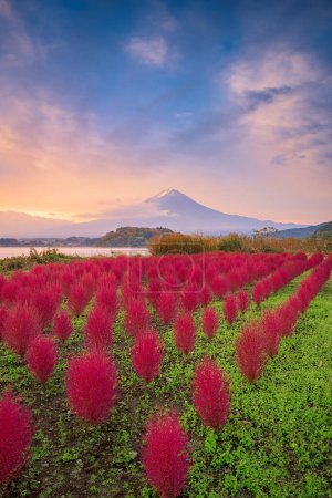 Foto de Fuji Mountain, Japón con arbustos de kokia en Oishi Park en otoño. - Imagen libre de derechos