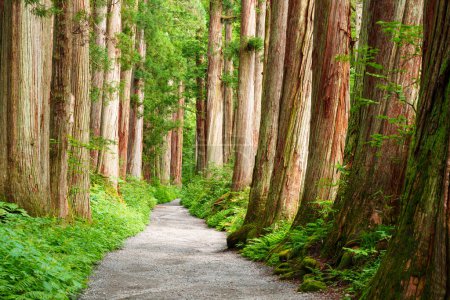 Foto de Santuario Togakushi en Nagano, Japón con el camino arbolado de cedro. - Imagen libre de derechos