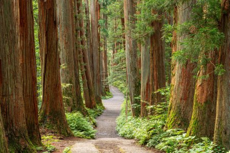 Téléchargez les photos : Sanctuaire Togakushi à Nagano, Japon avec le chemin bordé d'arbres de cèdre. - en image libre de droit
