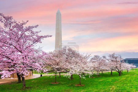 Photo for Washington DC, USA with the Washington Monument during spring cherry blossoms season. - Royalty Free Image