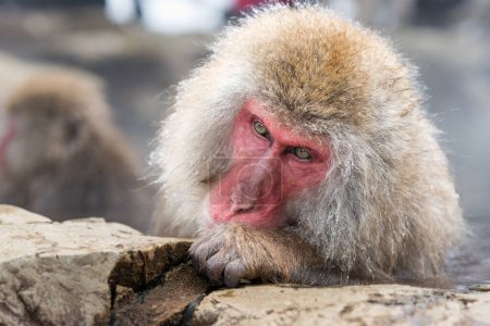Photo for Macaques bath in hot springs in Jigokudani Park, Nagano, Japan. - Royalty Free Image