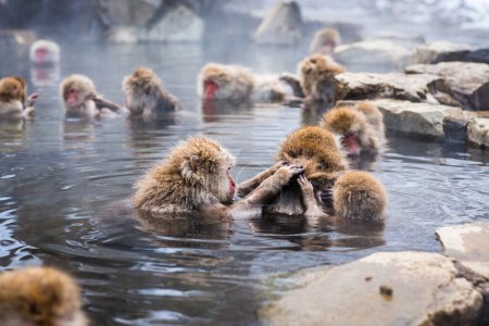 Téléchargez les photos : Bain Macaques dans les sources chaudes du parc Jigokudani, Nagano, Japon. - en image libre de droit