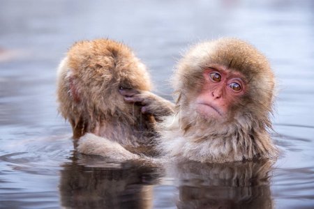 Foto de Baño de macacos en aguas termales en Jigokudani Park, Nagano, Japón. - Imagen libre de derechos