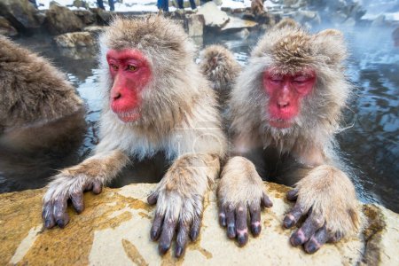 Téléchargez les photos : Bain Macaques dans les sources chaudes du parc Jigokudani, Nagano, Japon. - en image libre de droit