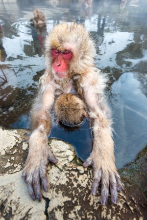 Foto de Baño de macacos en aguas termales en Jigokudani Park, Nagano, Japón. - Imagen libre de derechos