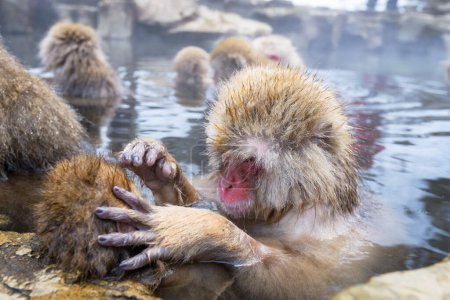 Téléchargez les photos : Bain et marié Macaques dans les sources chaudes du parc Jigokudani, Nagano, Japon. - en image libre de droit