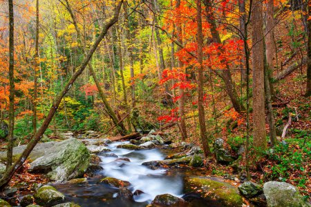 Photo for Smith Creek flowing from Anna Ruby Falls, Georgia, USA in autumn. - Royalty Free Image