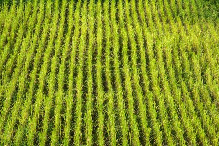 Photo for Rows of Rice in a Paddy - Royalty Free Image