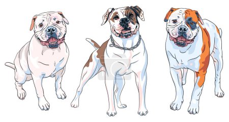Vector set of sketches of dog American Bulldog breed, white with patches of brown and black