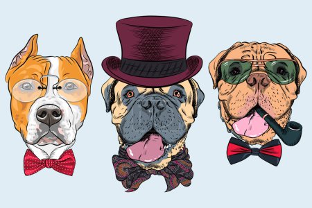 Vector set of dogs in hat and bow tie, American Staffordshire Terrier, Bullmastiff, French Mastiff or Dogue de Bordeaux