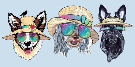 Set of Vector fashion dogs in straw hat. Hipster dog Pembroke Welsh corgi, Scottish Terrier and Lowchen or Little Lion Dog