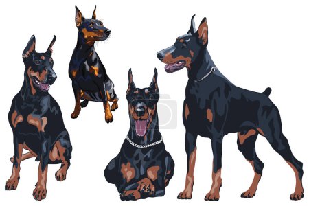 Set of dog Doberman and Miniature Pinscher breed