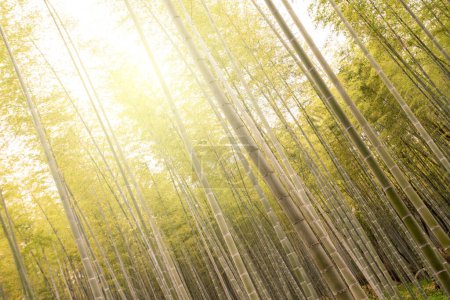 Téléchargez les photos : Bambou, forêt de bambous à Arashiyama, Kyoto, Japon en scène automnale - en image libre de droit