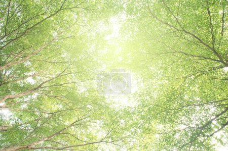 Téléchargez les photos : Guérison naturelle, gros plan feuilles vert clair et lumière du soleil, - en image libre de droit