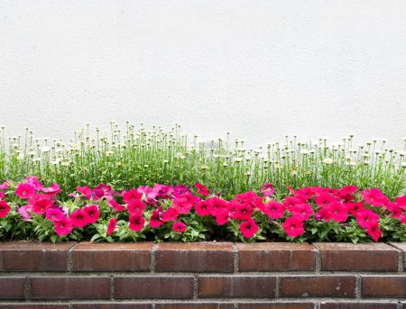 Téléchargez les photos : Belle fleur décorative colorée sur le mur de brique. - en image libre de droit