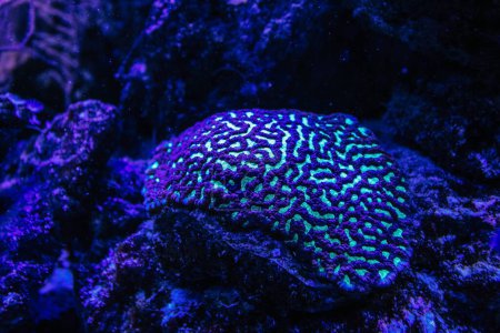 Photo for Flourescent brain coral or Platygyra lamellina. - Royalty Free Image