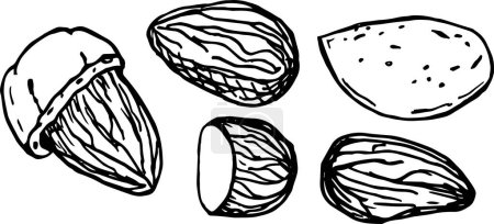 Almond nuts. Line art style