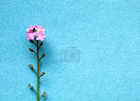 Téléchargez les photos : Fleur rose forget-me-not sur fond bleu - en image libre de droit