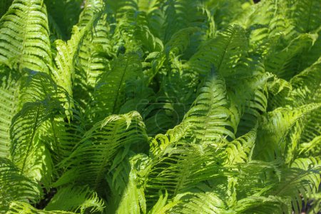 Photo for Close-up view of beautiful green fern growing in the forest - Royalty Free Image
