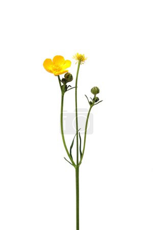 Photo for Buttercups flower macro on a wite background - Royalty Free Image