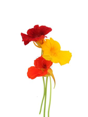 Photo for Yellow, orange and red  nasturtium flowers isolated - Royalty Free Image