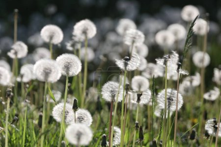Photo for White dandelion flowers in the meadow. - Royalty Free Image