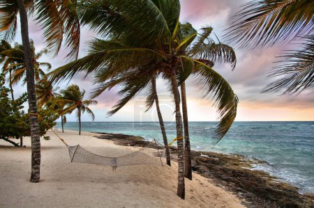 Guardalavaca beach in Holguin Province, Cuba. Palm tree.